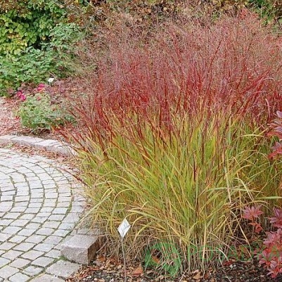 картинка Просо прутьевидное Шенандоа 