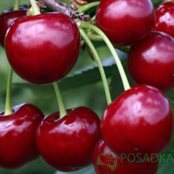 картинка Вишня Памяти Вавилова 