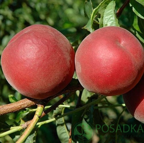 картинка Персик Оникс 