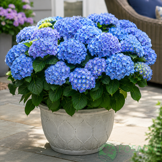 картинка Гортензия крупнолистная Fabolo Blue (Фаболо Блю) 