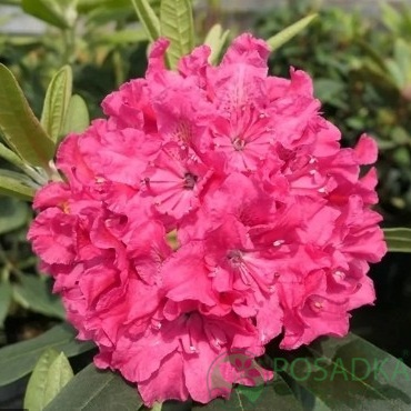 картинка Рододендрон Double kiss 