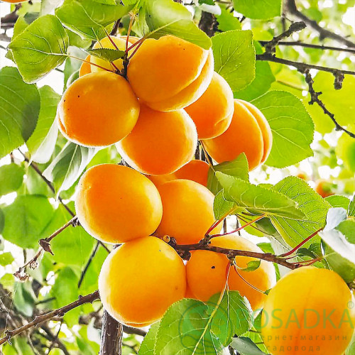 картинка Абрикос Олимп 