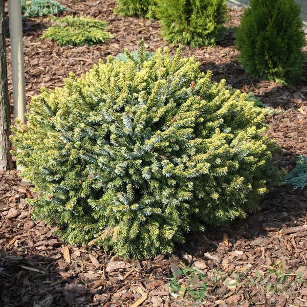 картинка Ель сербская Peve Tijn 