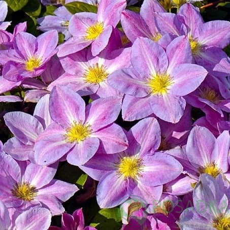 картинка Клематис Change of Heart PBR 