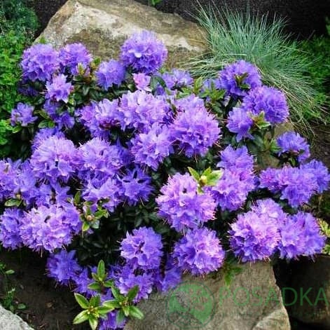 картинка Рододендрон плотный Blue Tit 