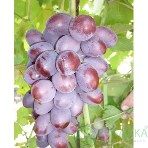 картинка Виноград Модерн 