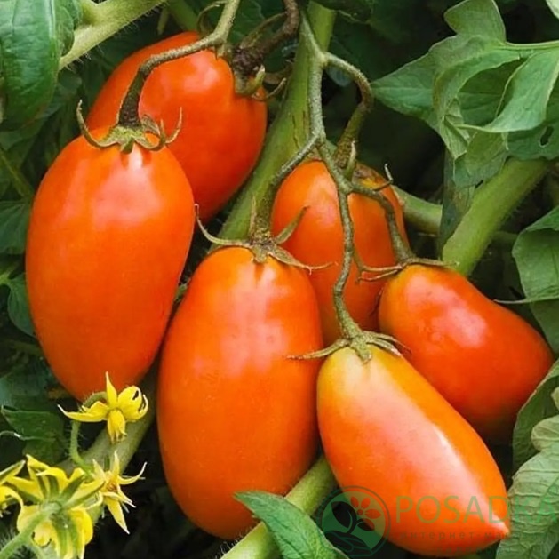 картинка Семена Томат Золотой Кенигсберг 0.1 г, SeedEra 