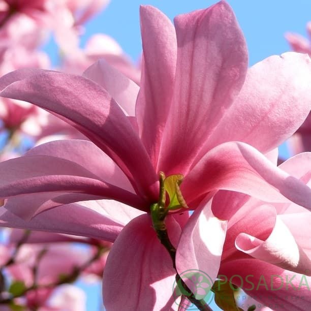 картинка Магнолия гибридная Galaxy 