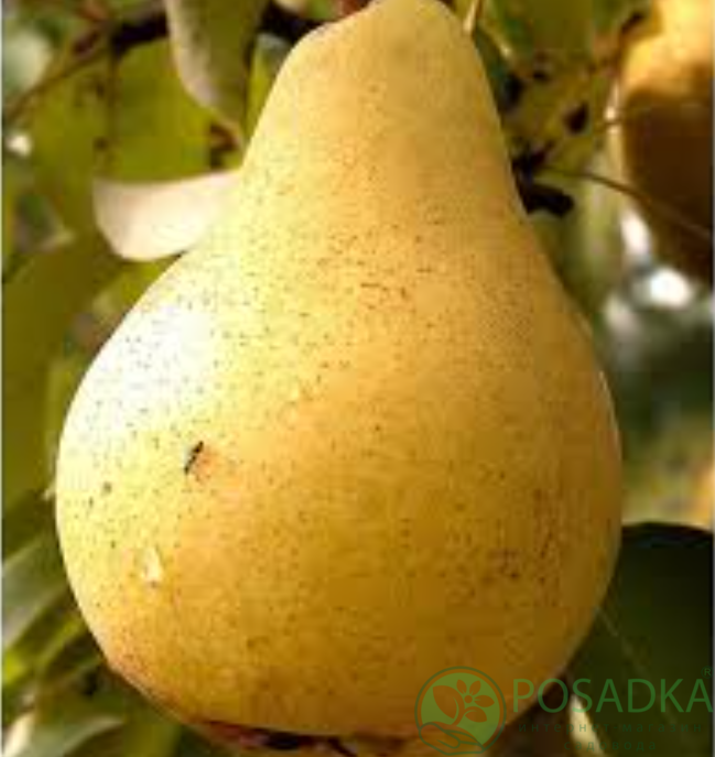 картинка Груша Июньская Лепотика 