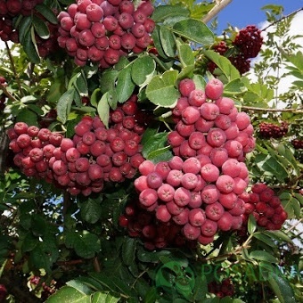 картинка Рябина Гранатная 