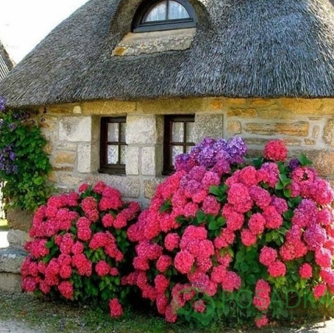 картинка Гортензия крупнолистная Red Baron 