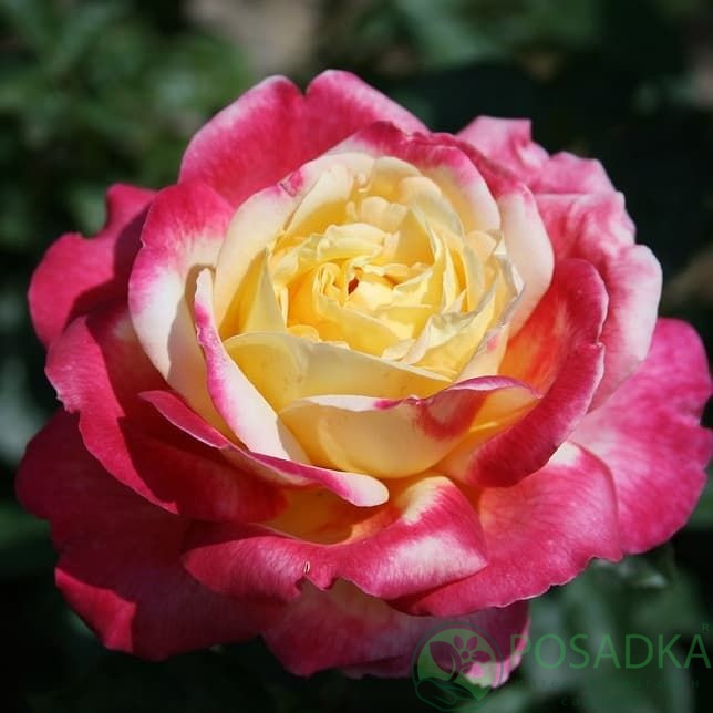 картинка Роза чайно-гибридная Восточный Экспресс 