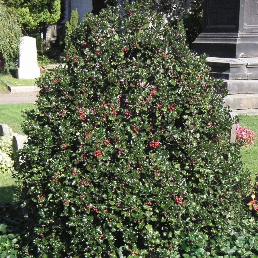 картинка Падуб остролистный Мезерва Хекенфи 