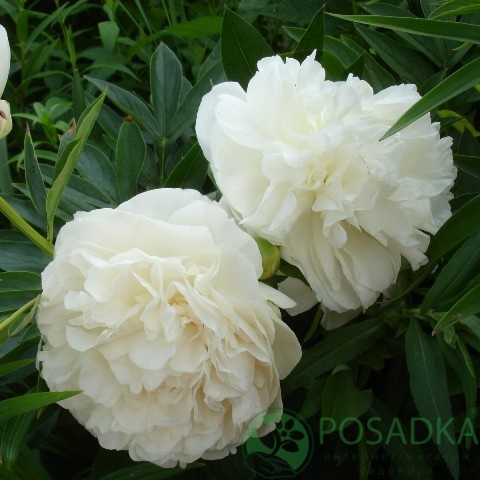 картинка Пион травянистый Mother`s Choice 