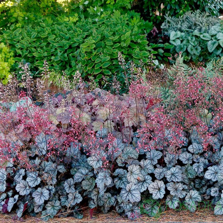 картинка Гейхера Глиттер (Glitter)  картинка Гейхера Глиттер (Glitter)