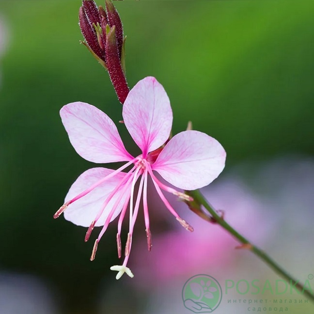 картинка Гаура Passionate Blush 