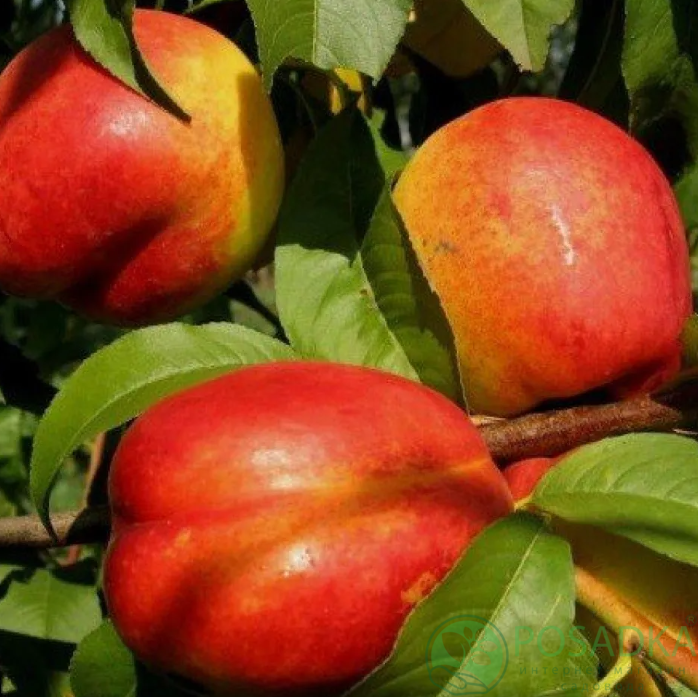 картинка Нектарин колоновидный Рубис 