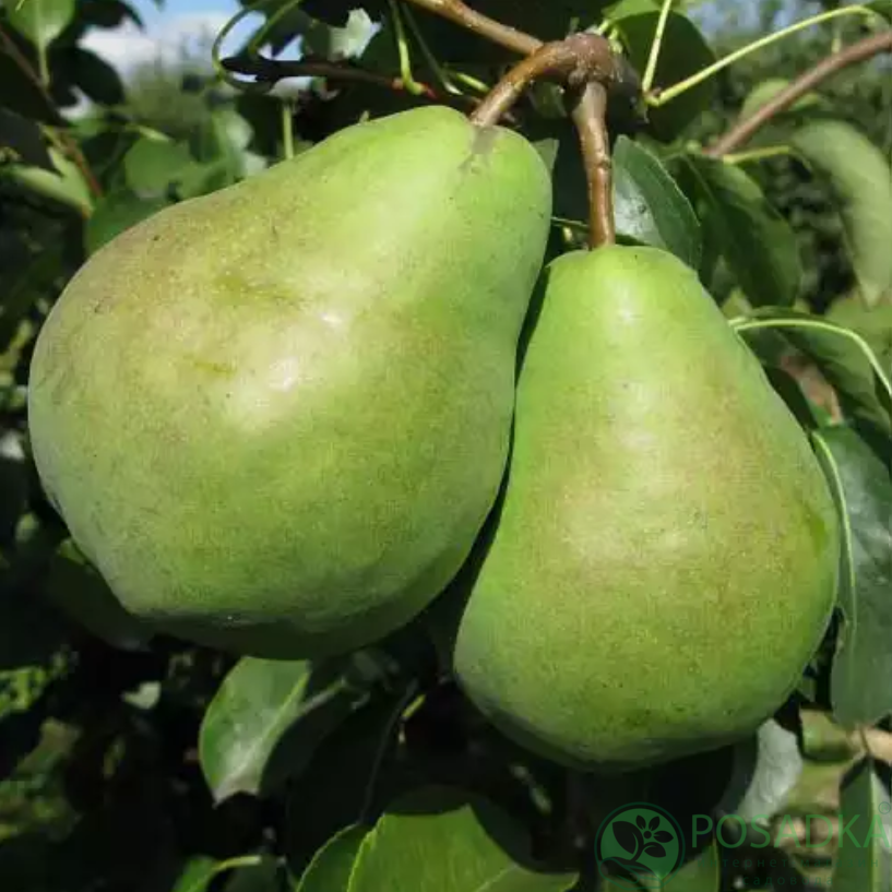 картинка Груша Бере Люка 