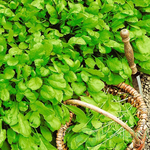 картинка Кресс-салат Широколистный семена (1гр) 