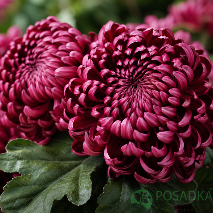 картинка Хризантема крупноцветковая Gilbert Leigh Purple 