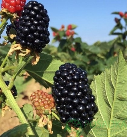картинка Ежевика ремонтантная Блэк Джем (Black Gem) 