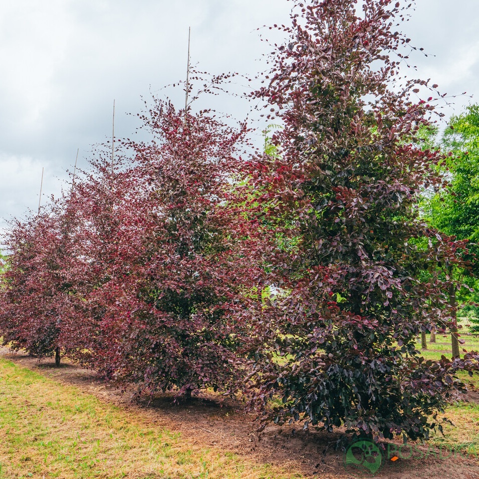 картинка Бук лесной 'Пурпуреа Триколор' 