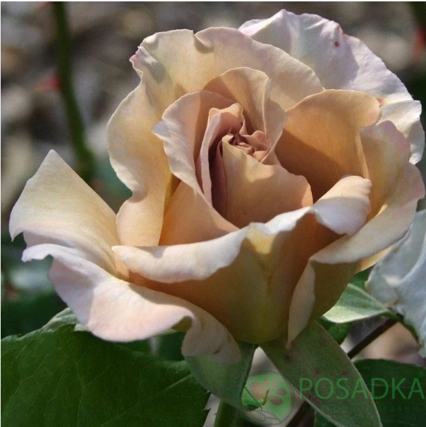 картинка Роза чайно-гибридная Стефан Руло (Stephen Rulo) 