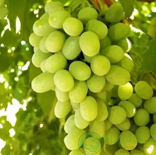 картинка Виноград кишмиш Бриз 