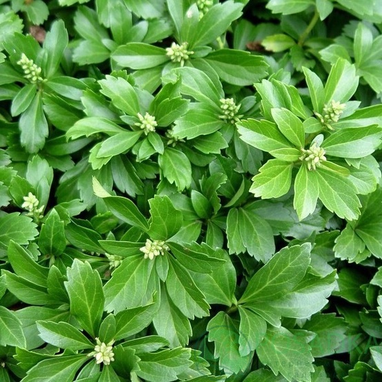 картинка Пахизандра верхушечная 