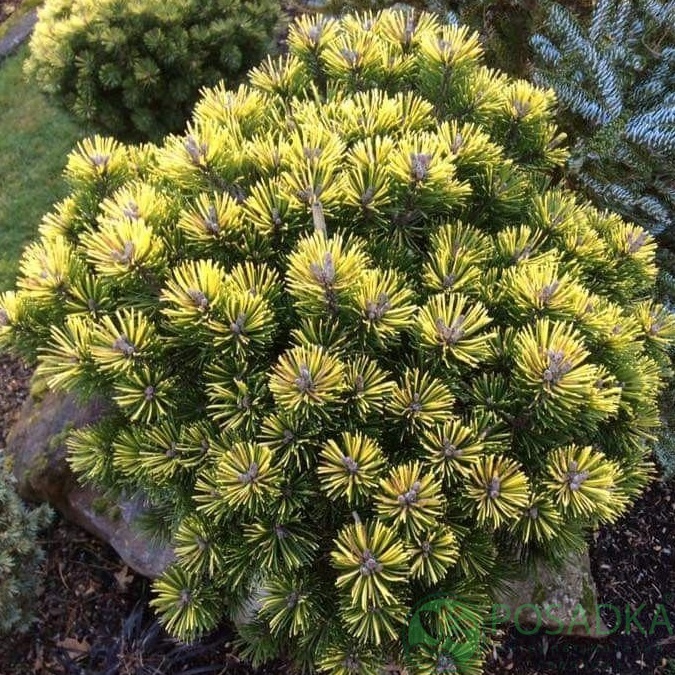 картинка Сосна горная Buttercup 