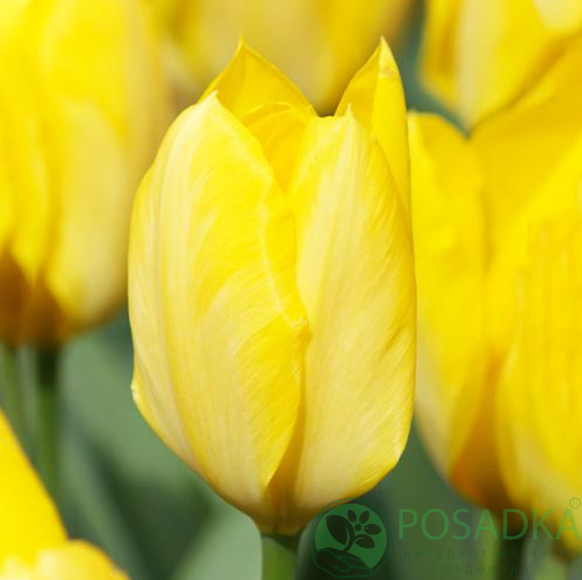 картинка Тюльпан Yellow Purissima 