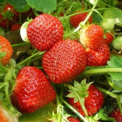 картинка Клубника Мадлен 