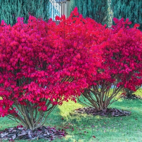 картинка Бересклет европейский 'Red Cascade'  