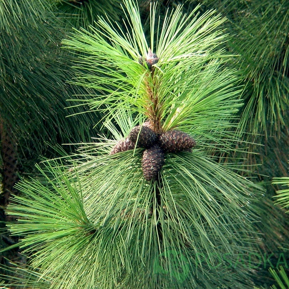 картинка Сосна желтая (Pinus ponderosa) С3 