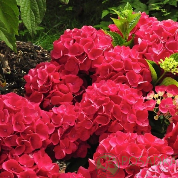 картинка Гортензия крупнолистная Red Beauty (Ред Бьюти) 