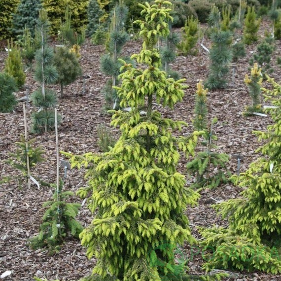 картинка Ель сербская Picea Omorika Aurea 