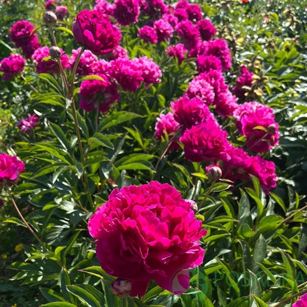 картинка Пион травянистый Felix Supreme 