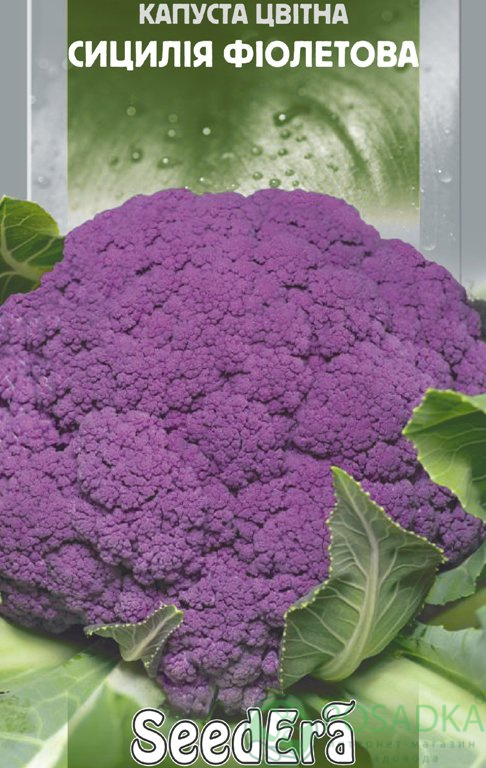 картинка Семена Капуста цветная Сицилия Фиолетовая 0.5 г, Seedera 