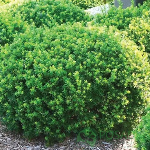 картинка Тис средний Densiformis 2л 