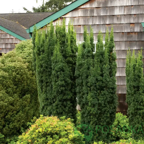 картинка Тис средний Хиксии 