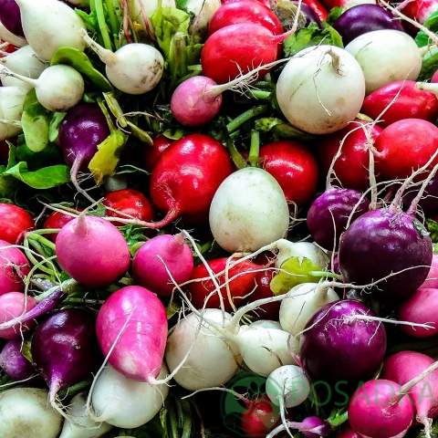 картинка Семена Редис Калейдоскоп 10гр, SeedEra 