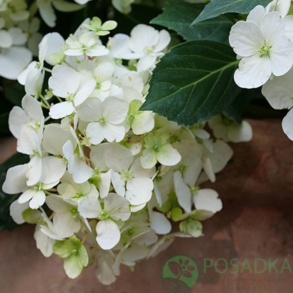 картинка Гортензия ампельная Fairytrail® White (Фейритрейл Вайт) 