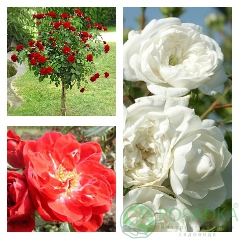 картинка Роза штамбовая (Хеллоу, Ред Каскад, Свани) 