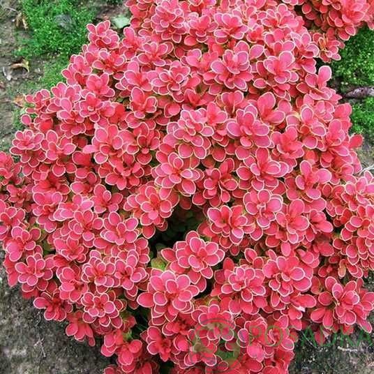 картинка Барбарис Тунберга Ruby Star (Руби Стар) 
