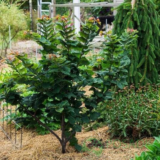 картинка Церцис канадский Little Woody 