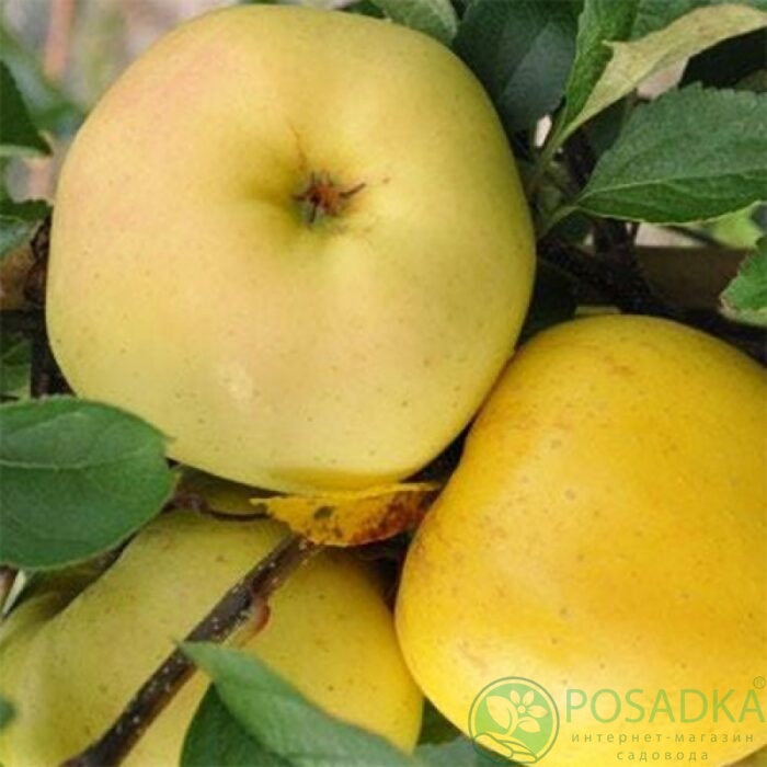 картинка Яблоня Джулия 