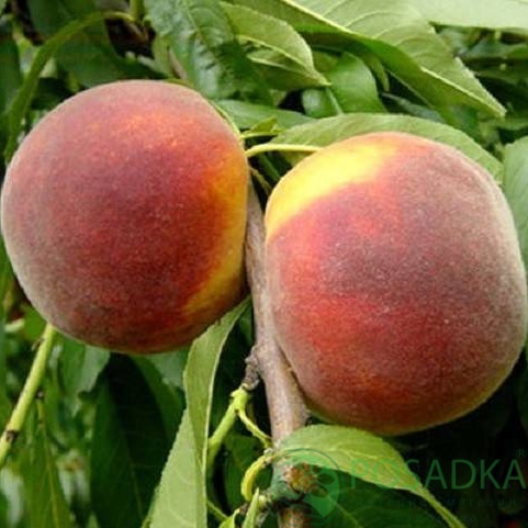 картинка Персик Фаете 
