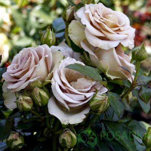 картинка Роза чайно-гибридная Амнезия  картинка Роза чайно-гибридная Амнезия