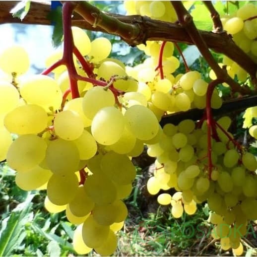 картинка Виноград кишмиш Цимус 