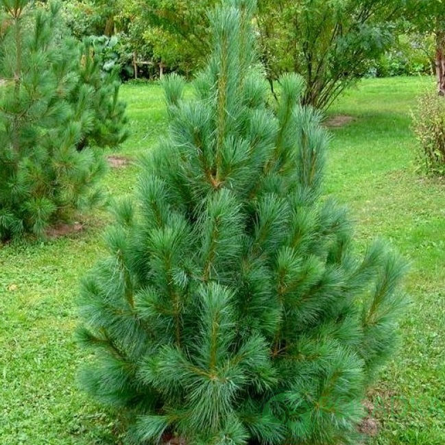 картинка Сосна румелийская Pinus peuce C3 